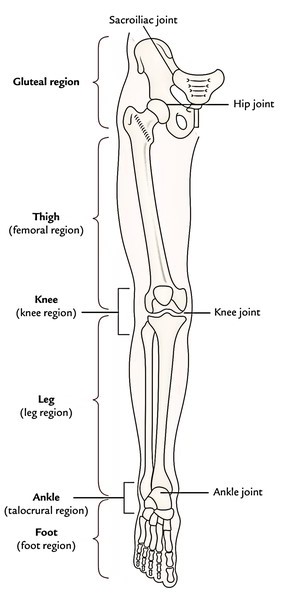 Lower limb pain