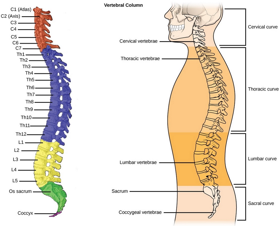 Vertebral column pain