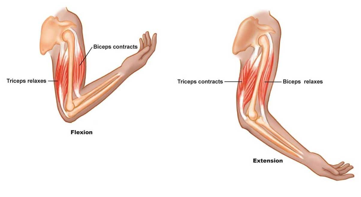 عضلات در بیومکانیک بدن انسان