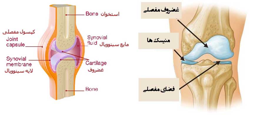 قسمت های تشکیل دهنده مفصل