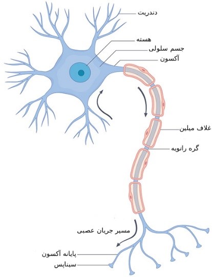 سلول عصبی چیست